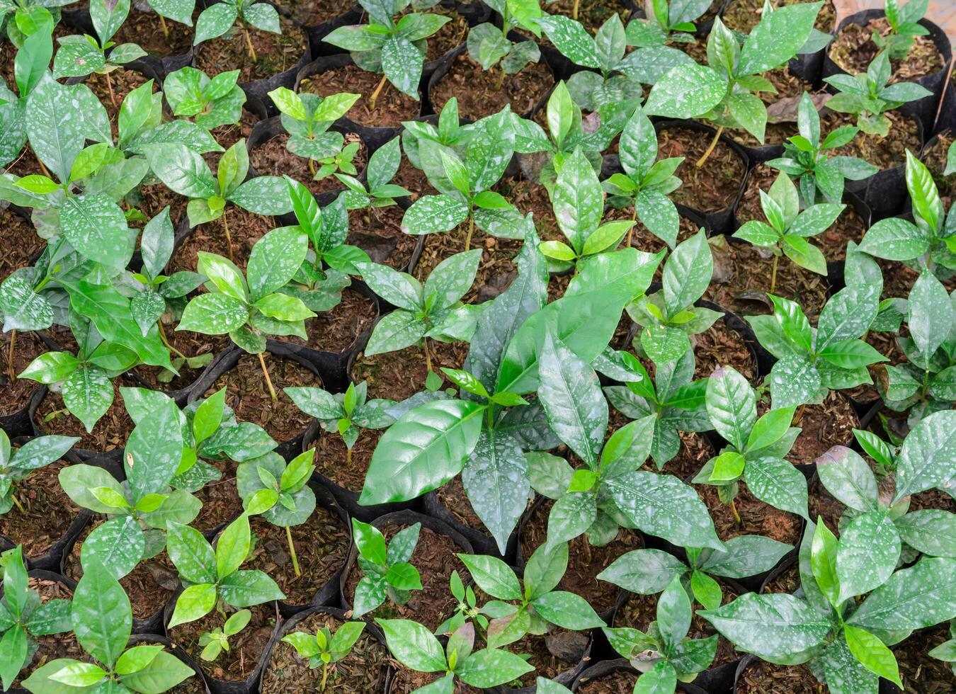 Coffee plants in a nursery photo