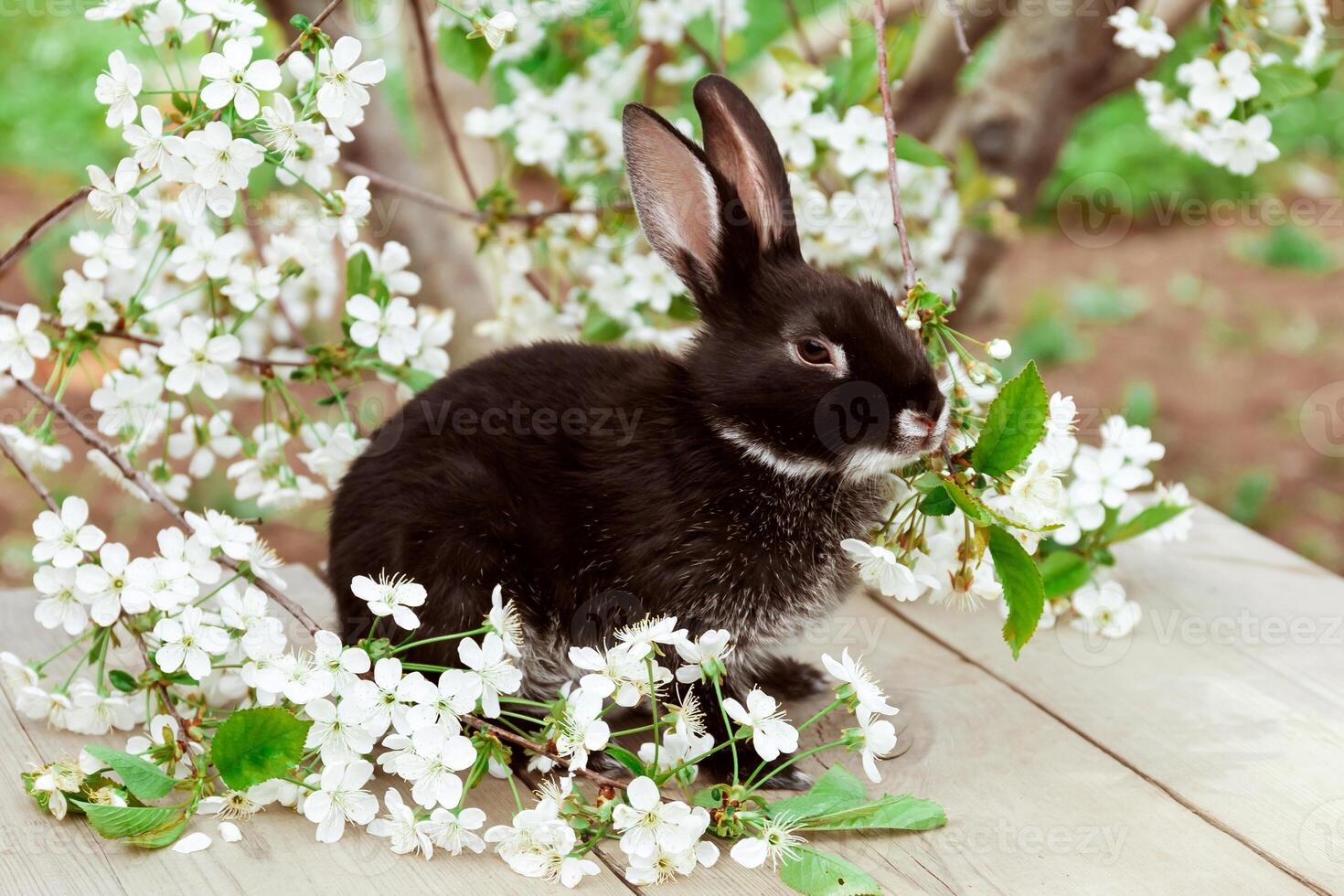 A black rabbit sits sideways among cherry blossoms photo