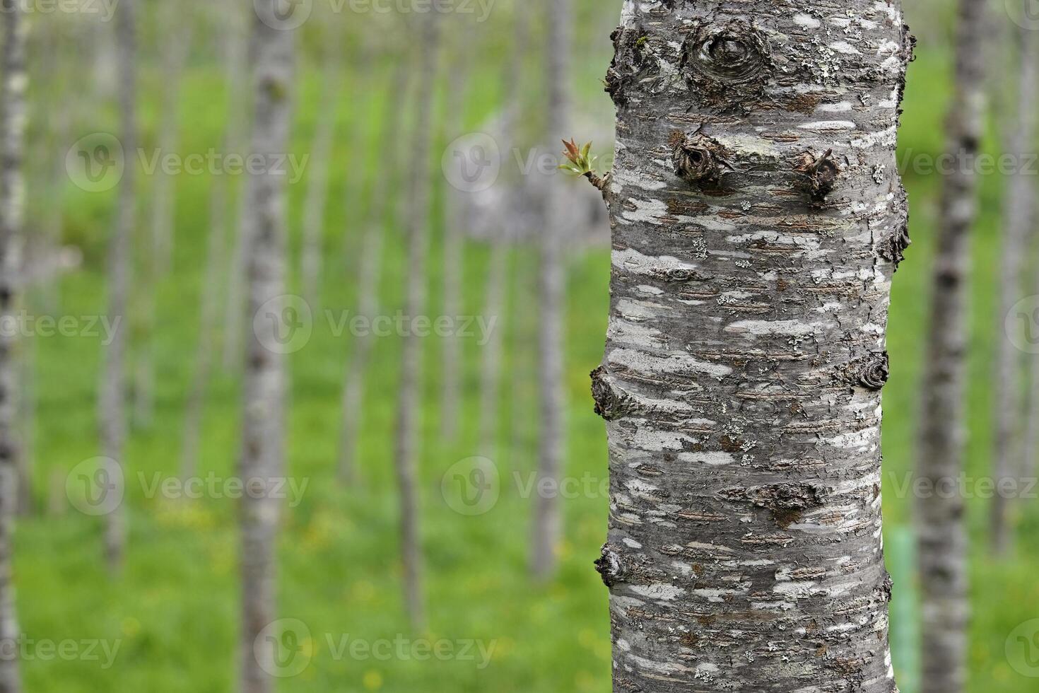 Field with many birch trees with selective focus photo