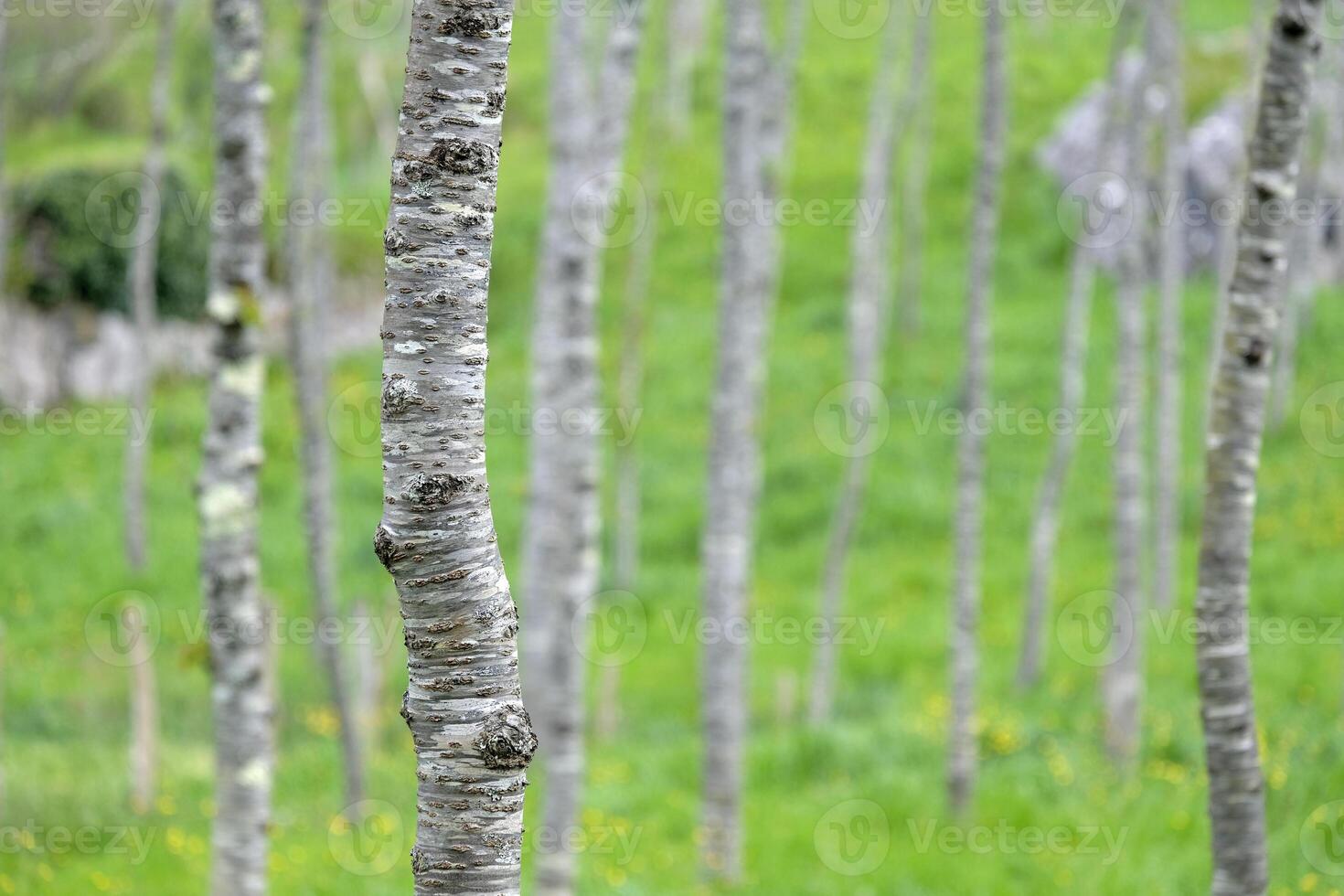 Field with many birch trees with selective focus photo