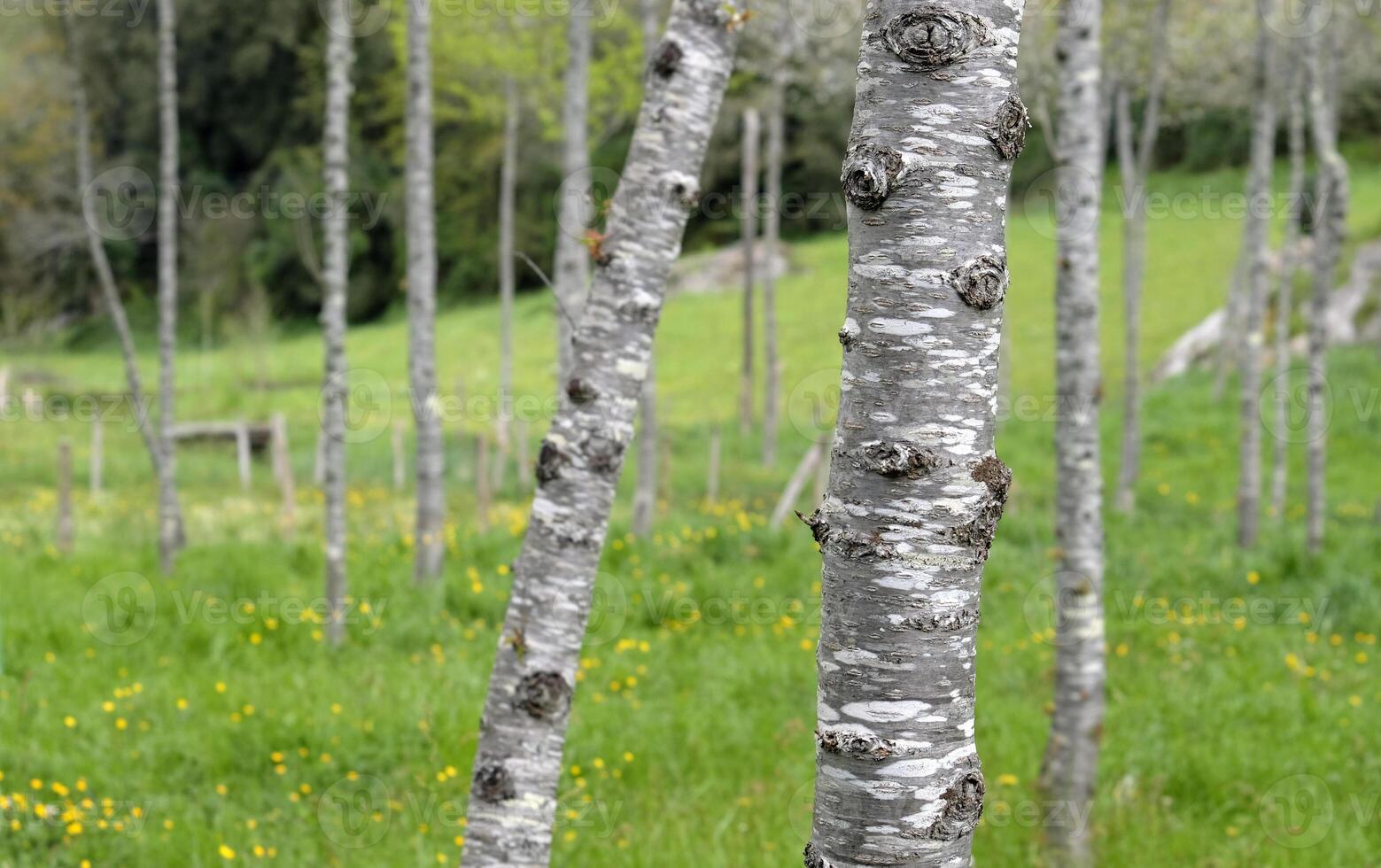 Field with many birch trees with selective focus photo