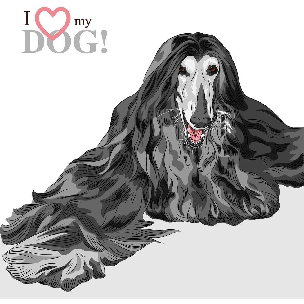 domestic dog black Afghan Hound breed vector