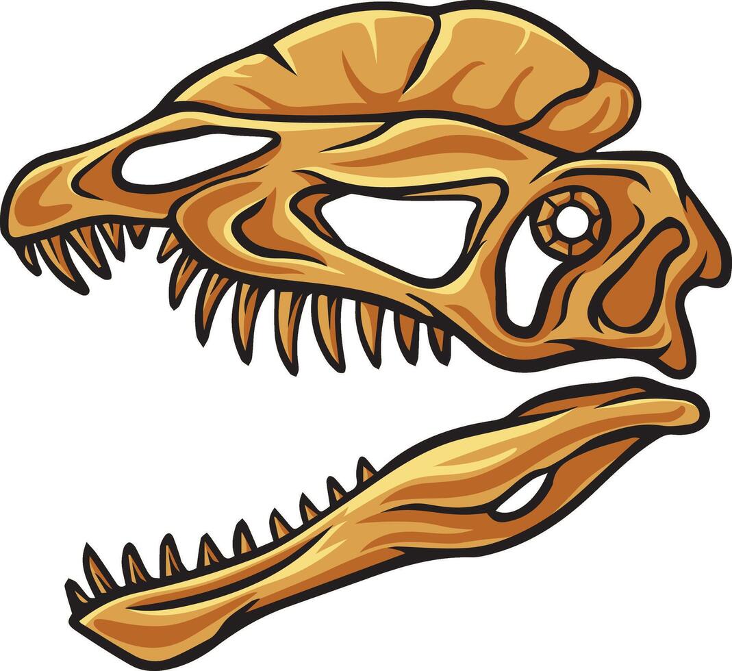 Dilophosaurus dinosaur skull fossil illustration vector