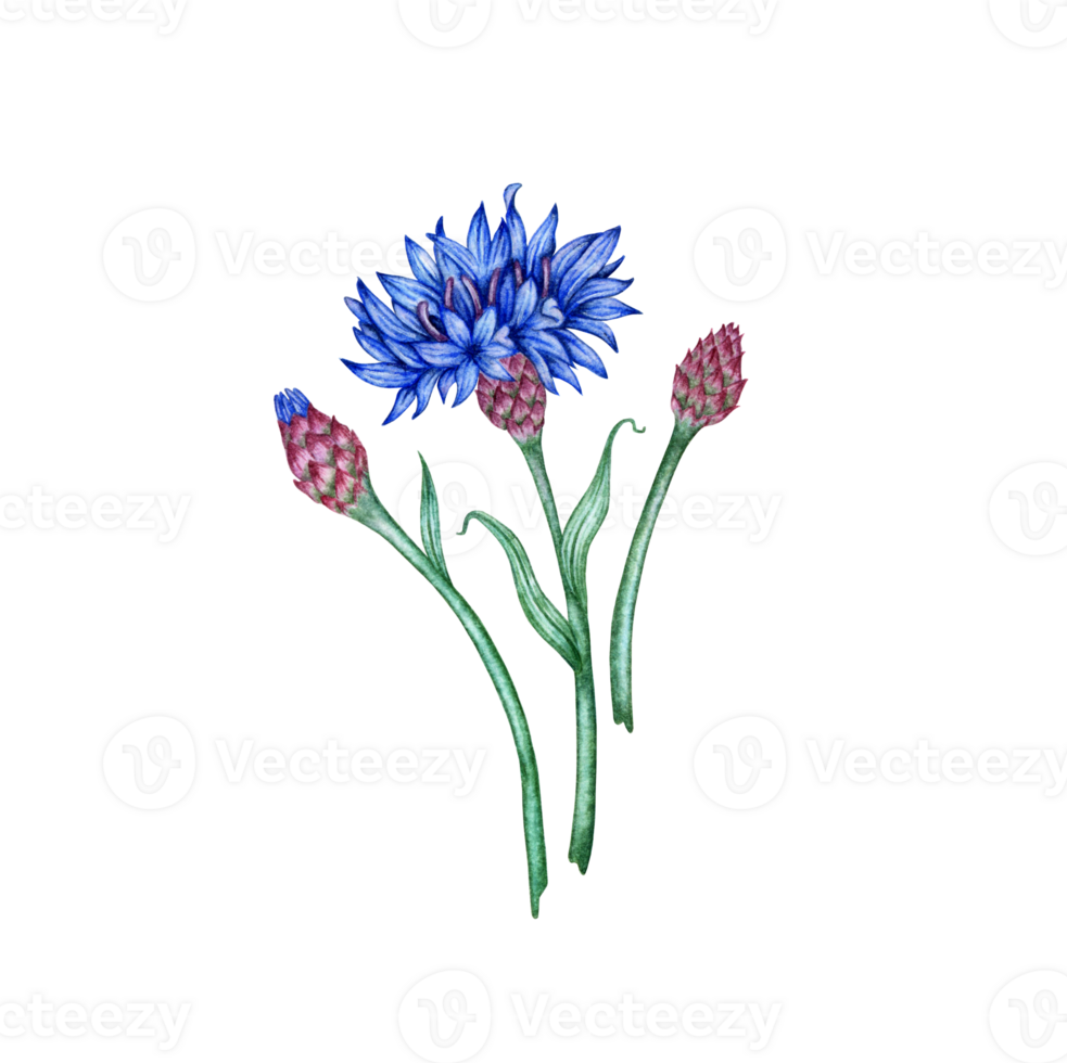 Cornflowers three blue flowers bouquet watercolor illustration. Botanical composition element isolated from background. Suitable for cosmetics, aromatherapy, medicine, treatment, care, design, png