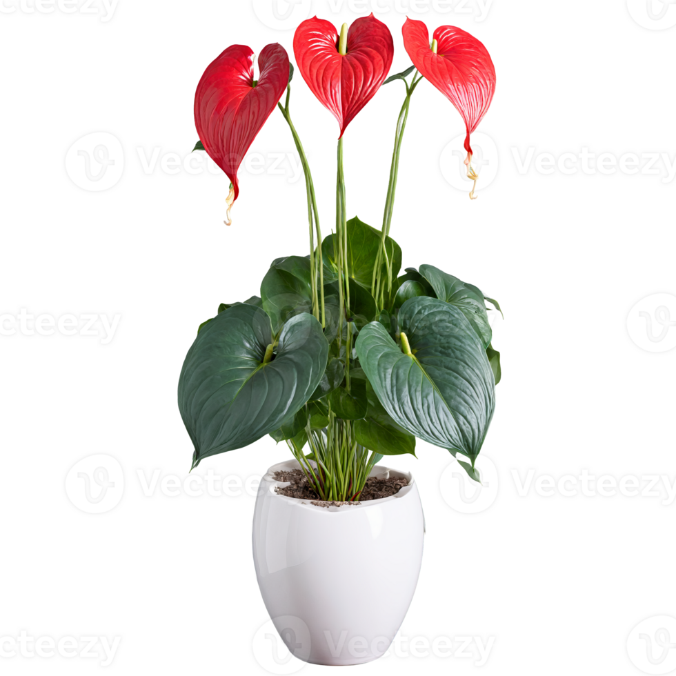 Anthurium glossy bright red heart shaped flowers and dark green leaves in a sleek white png