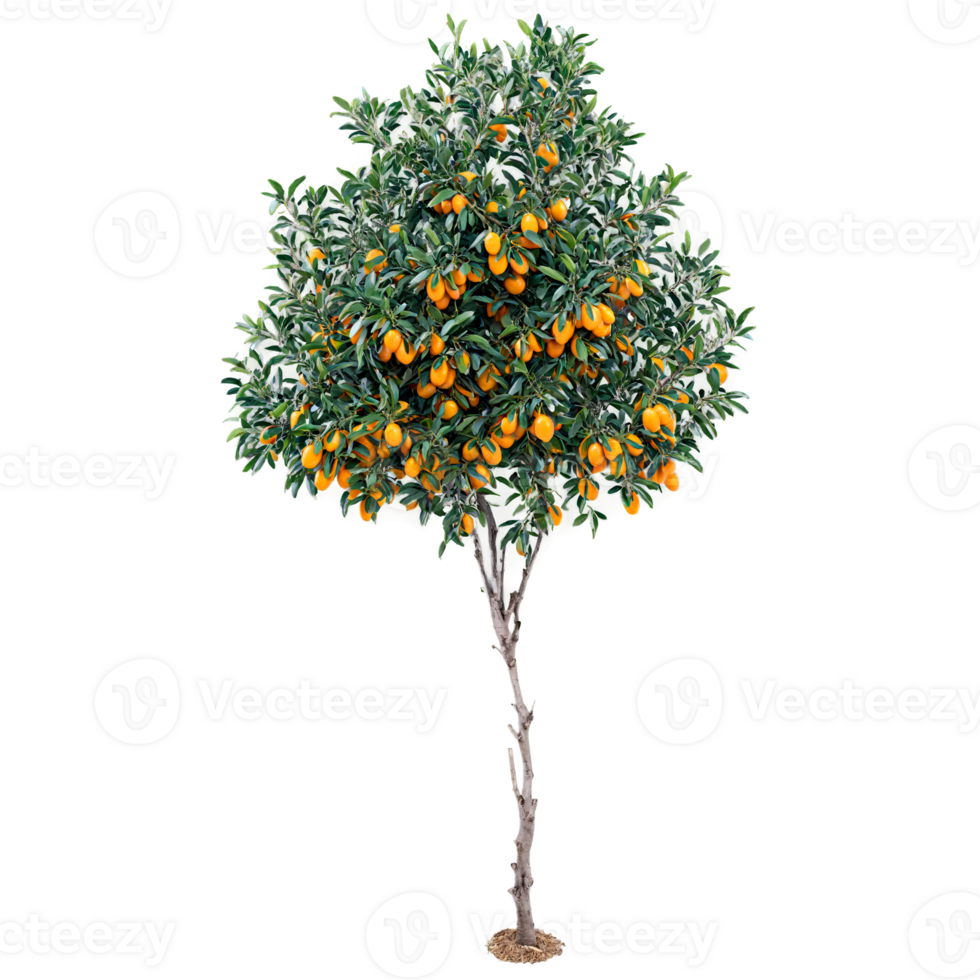 Kumquat Tree small oval orange fruits and dark green leaves on the branches Citrus japonica png