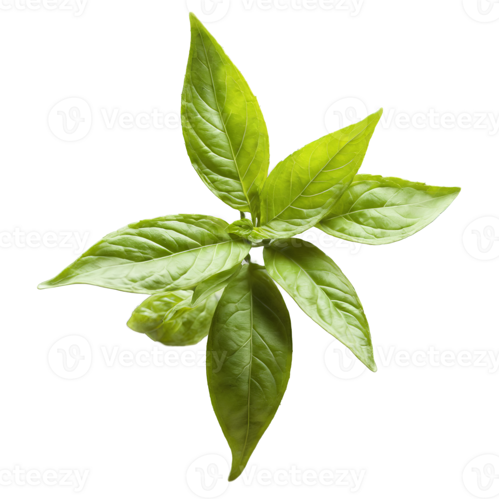 Thai basil leaves swirling in a spicy anise scented whirlwind Ocimum basilicum var thyrsiflora Food png