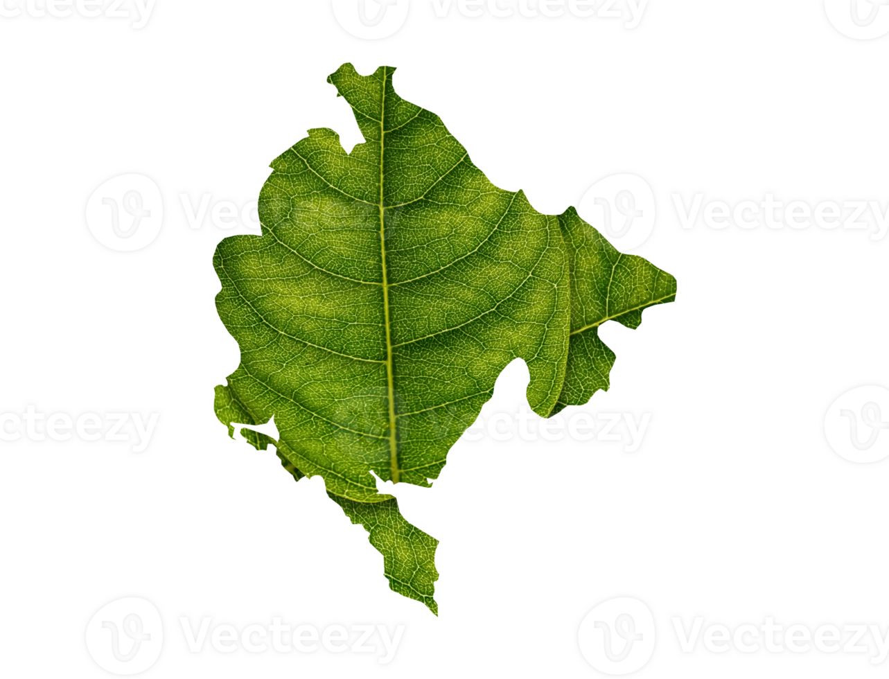 Montenegro map made of green leaves ecology concept png