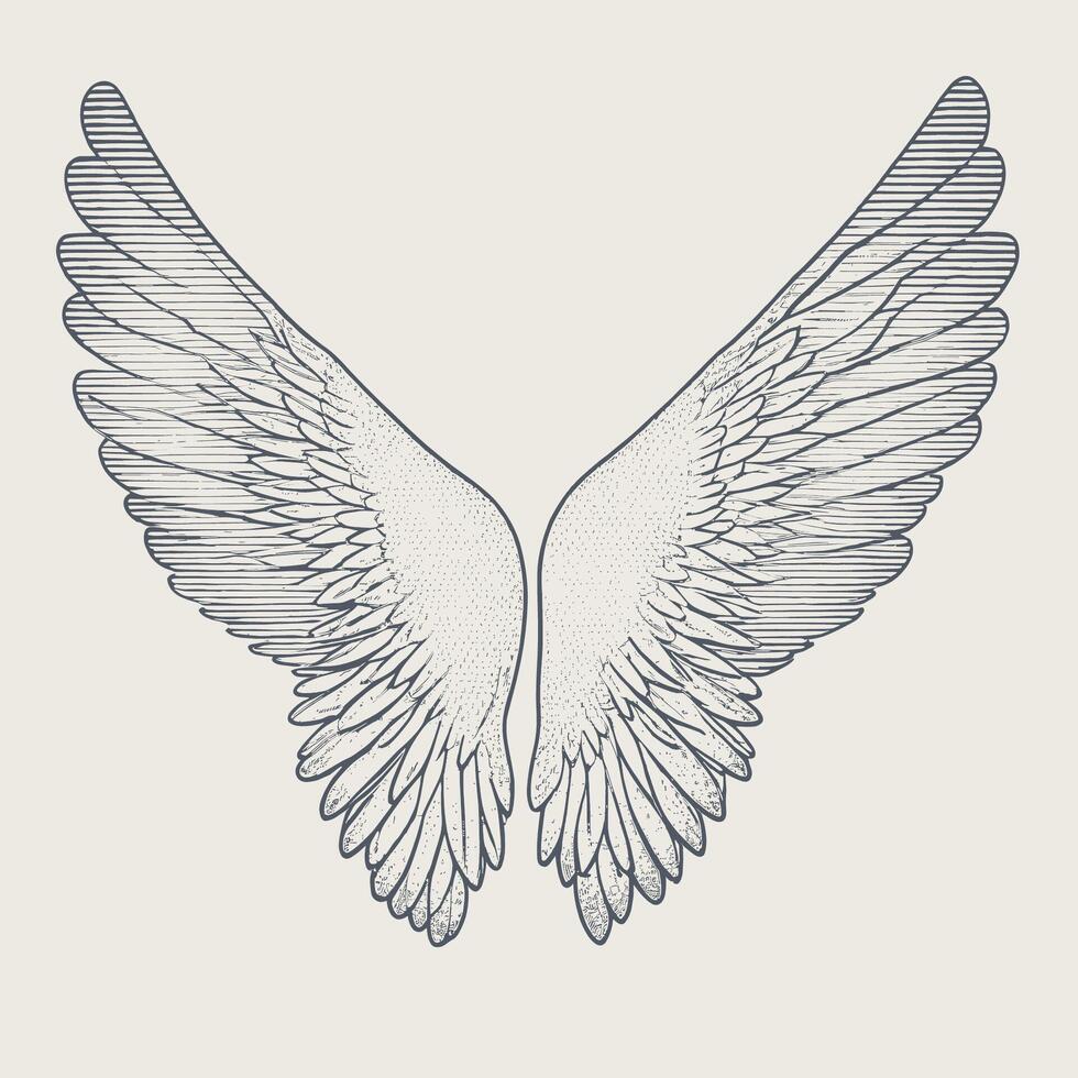 Hand Drawn Feather Illustration Engraving Wings vector