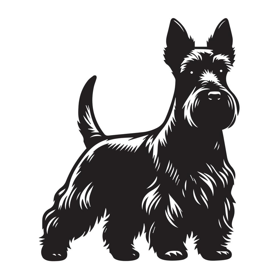 Confident Scottish Terrier Dog Face Illustration in black and white vector