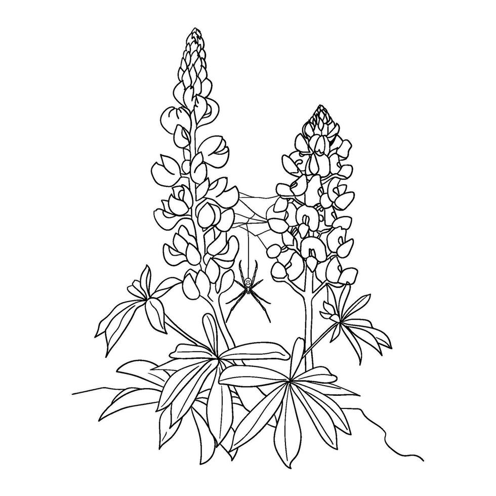 spider with botanical illustration drawing sketch black and white drawing wild flower drawing vector