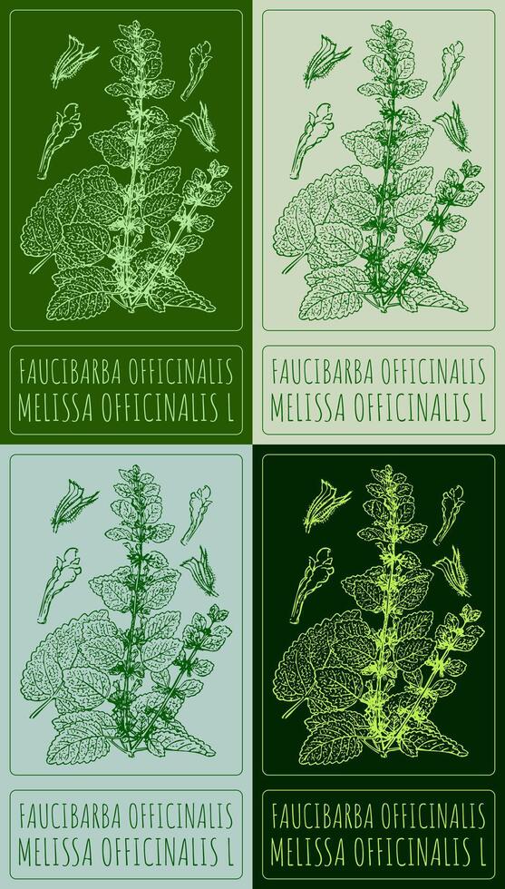 Set of drawing FAUCIBARBA OFFICINALIS in various colors. Hand drawn illustration. The Latin name is MELISSA OFFICINALIS L. vector