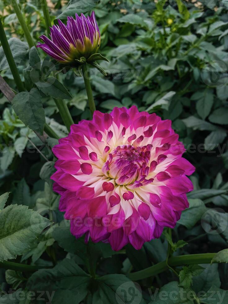 close up image of red flower photo