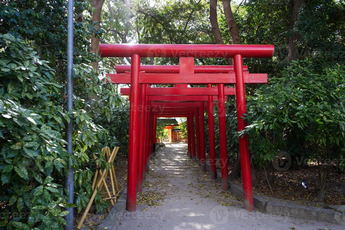 view of the many torii gates at Sumiyoshi Shrine in Fukuoka photo