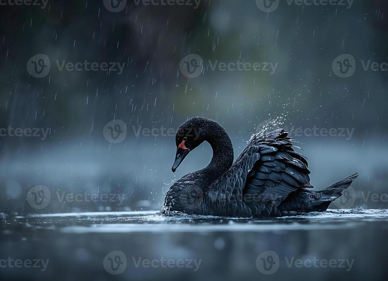 Black swan in the lake in rainy day on beautiful nature background, Generated AI photo