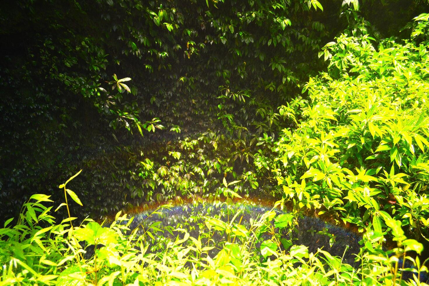 rainbow-like light over bushes near devi waterfall in Pokhara, Nepal photo