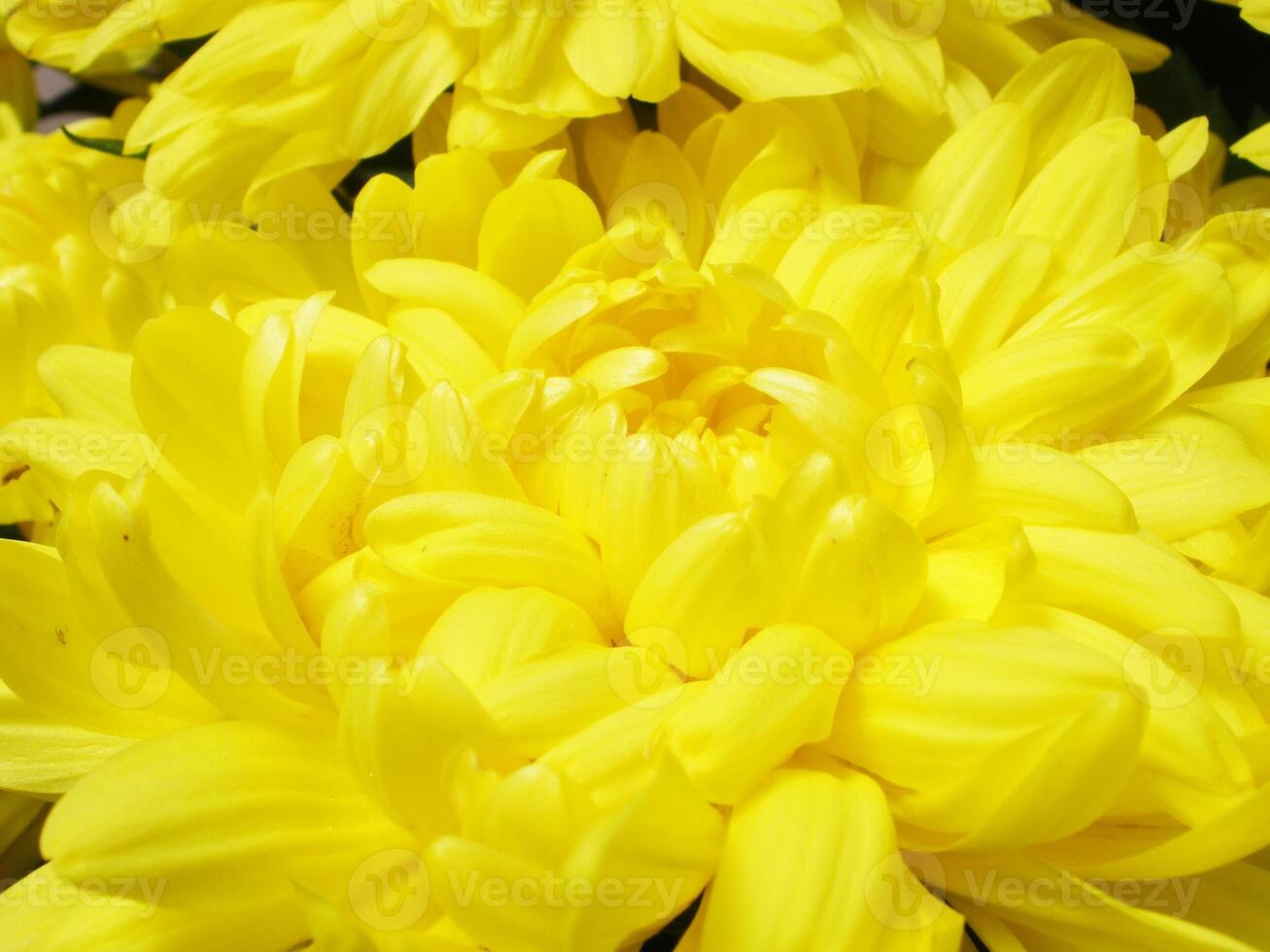 Beautiful Brught Yellow Chrysanthemum Flower photo