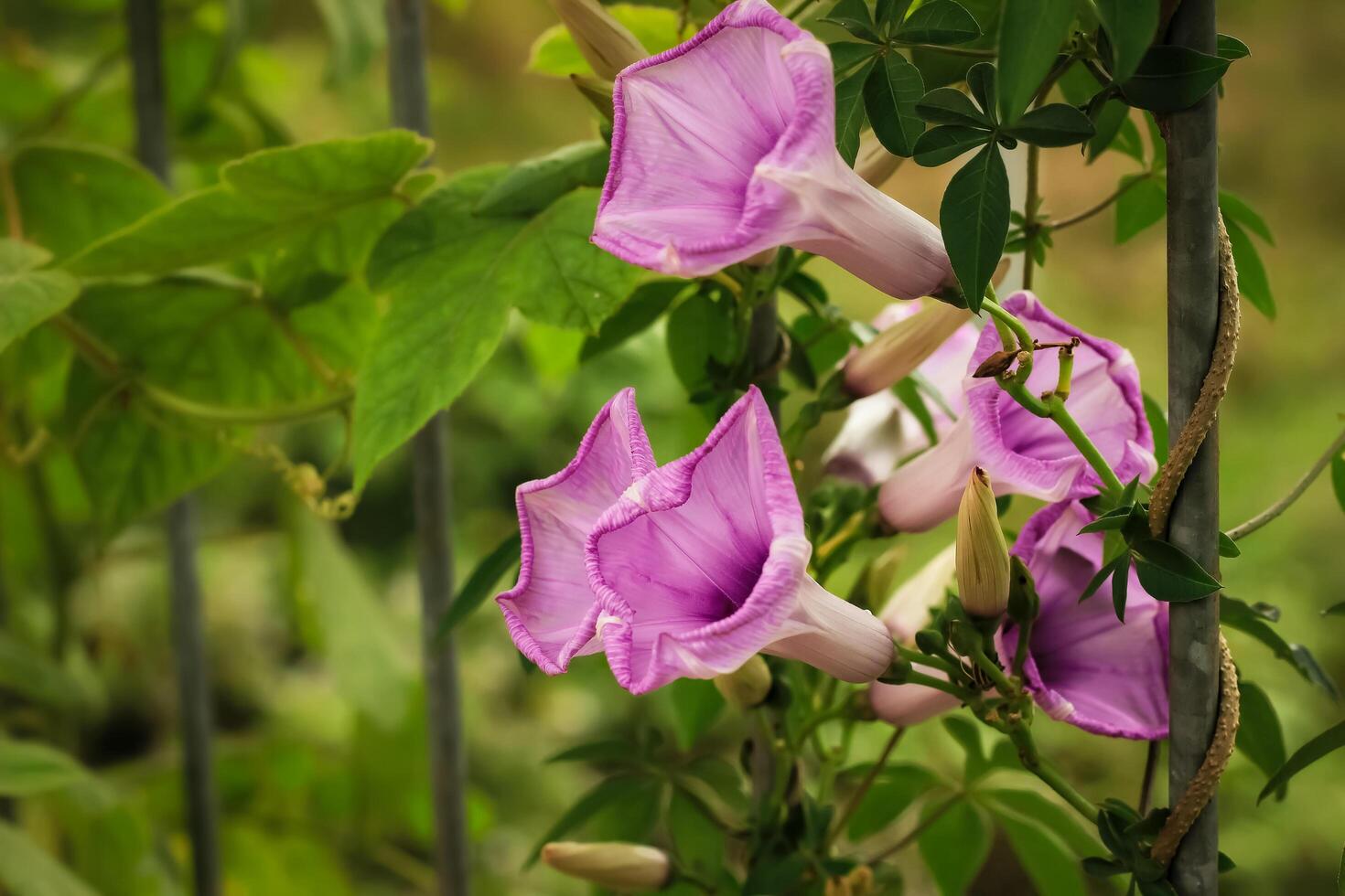 japanese morning commonly call morning glory flower blooms in the garden. japanese morning flower have latin named japanese morning. japanese morning flower from convolvulaceae family photo