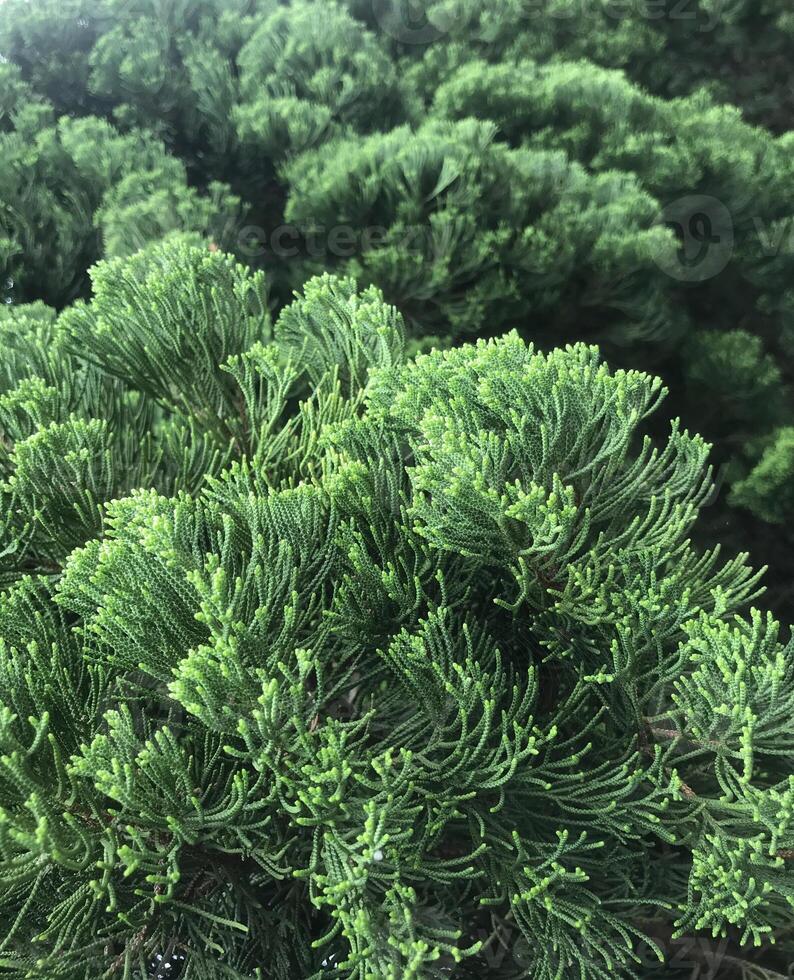 the lush greenery of pine needles, showcasing the vitality of coniferous foliage photo