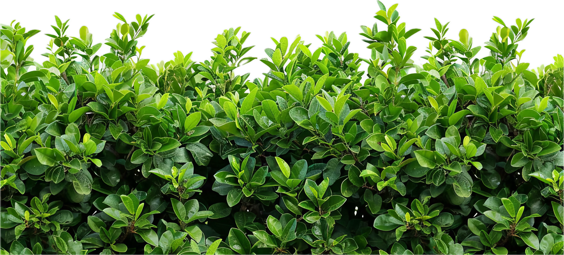 Dense Green Hedge with Lush Foliage. png