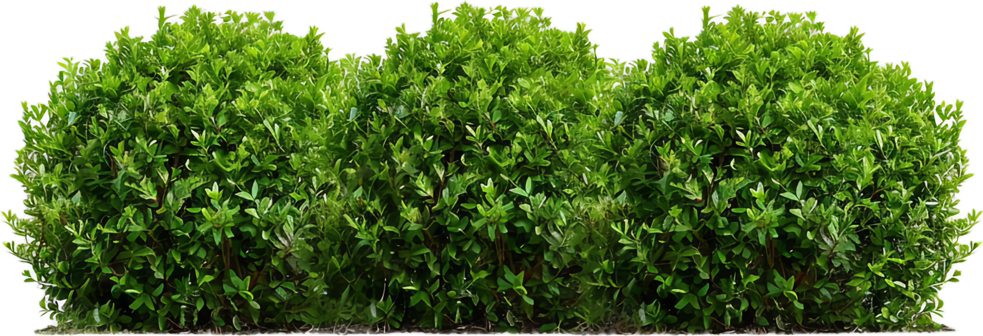 Dense Green Hedge with Lush Foliage. png
