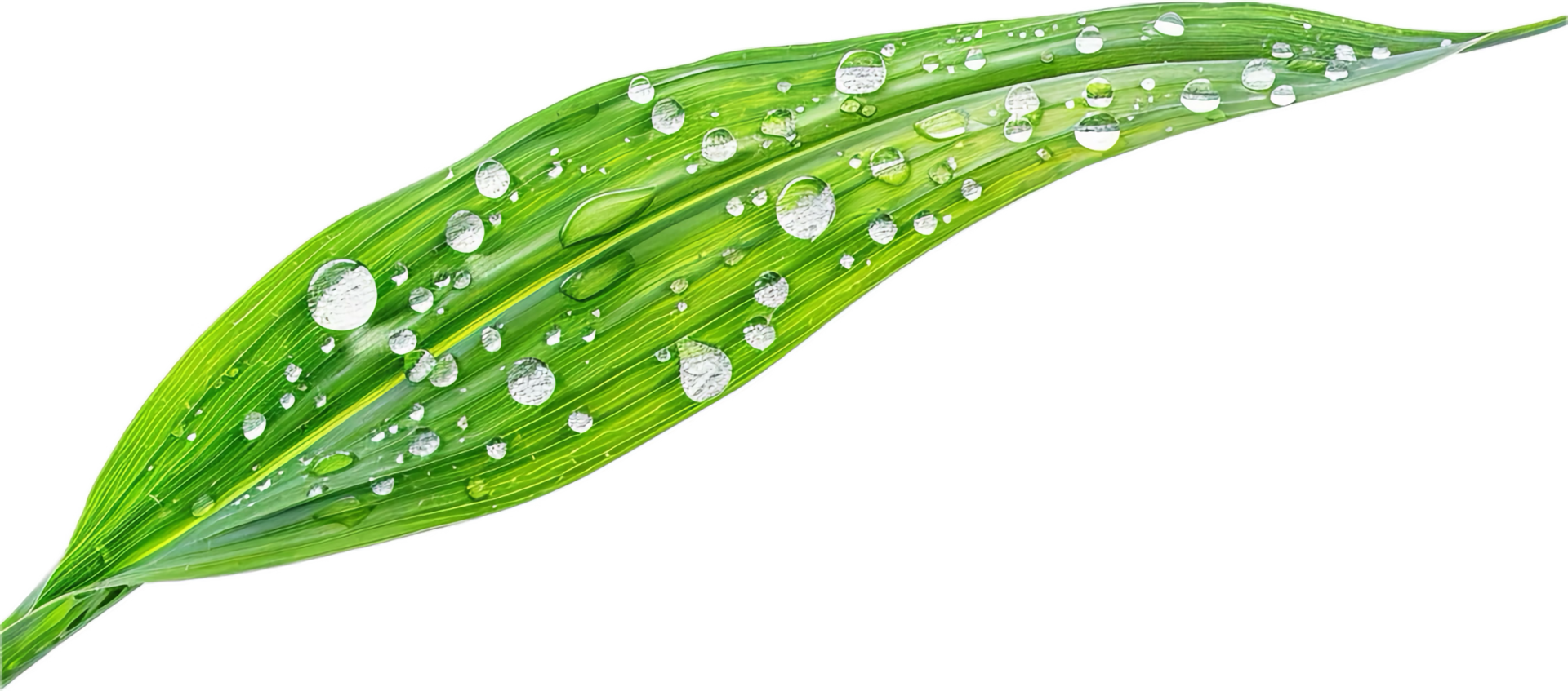 Close-up of Dew Drops on Green Leaves. png