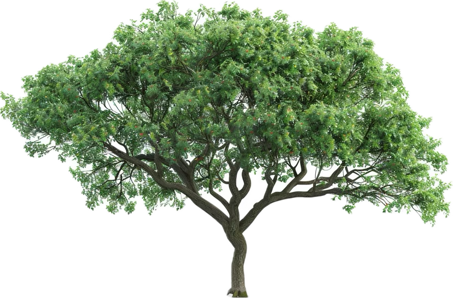 Large Green Tree with Spreading Canopy. png