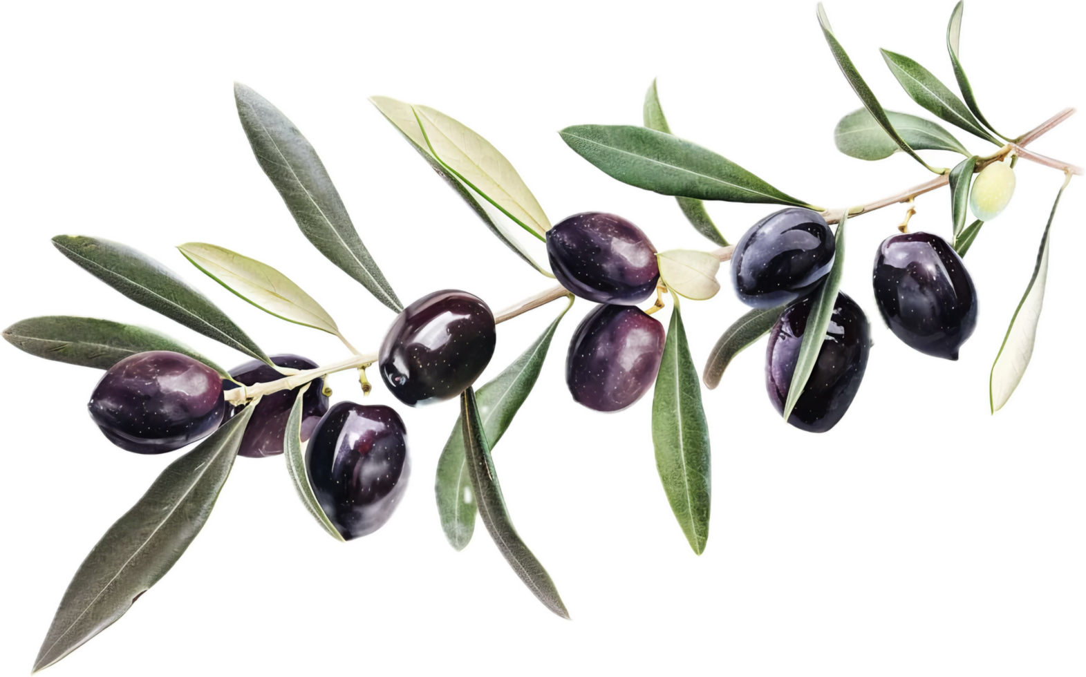 Olive Branch with Green Olives and Leaves. png
