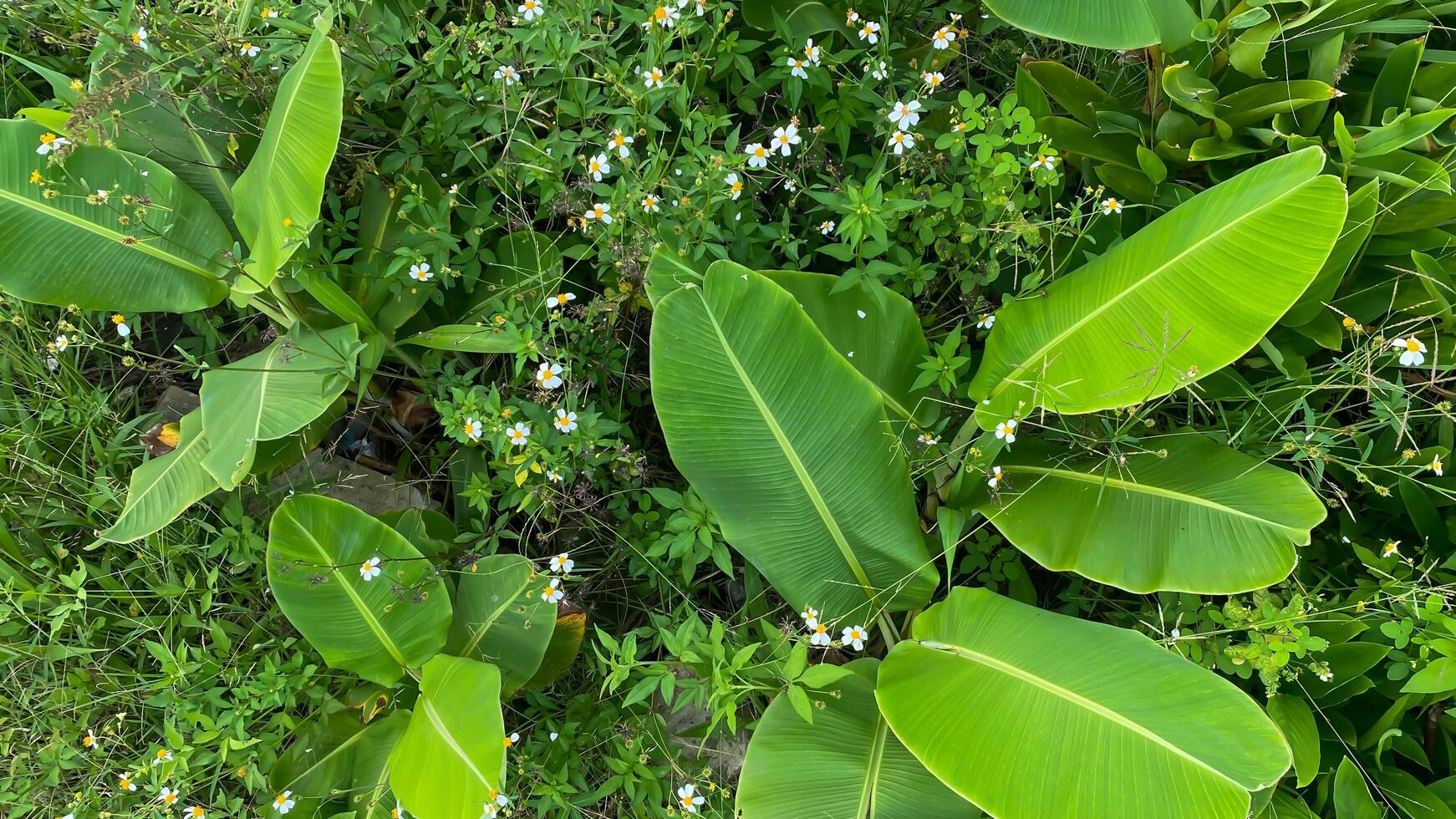 Banana tree, banana leaf with small flower around, banana leaf background photo