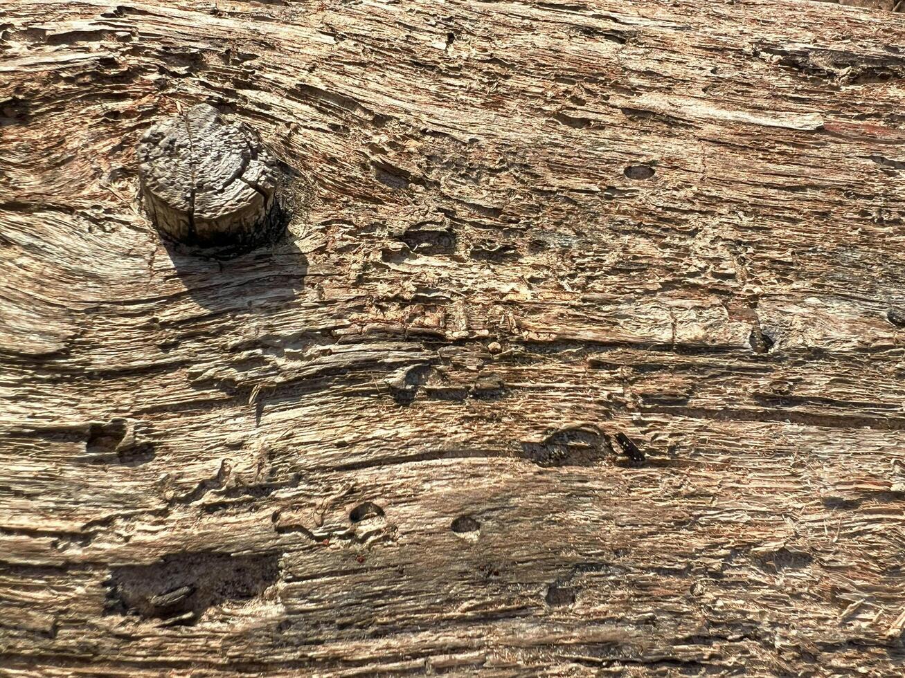 Tree bark pattern, brown natural background. Wooden textured background of tree trunk. Selective focus photo