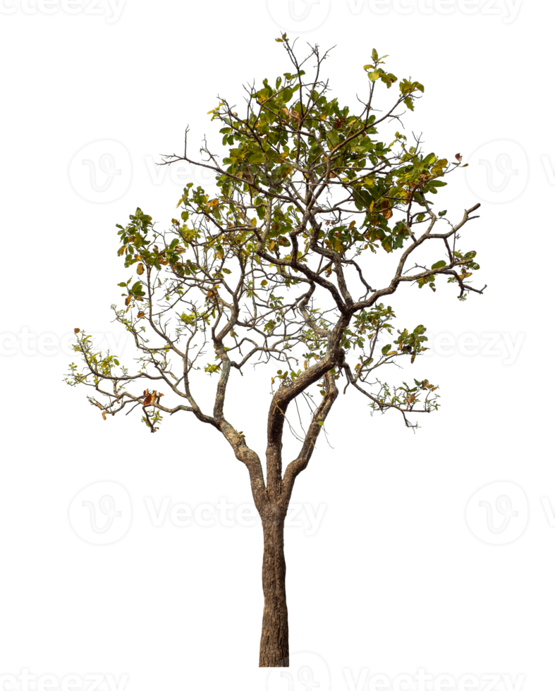 Tree isolated on transparent background with clipping path and alpha channel. png