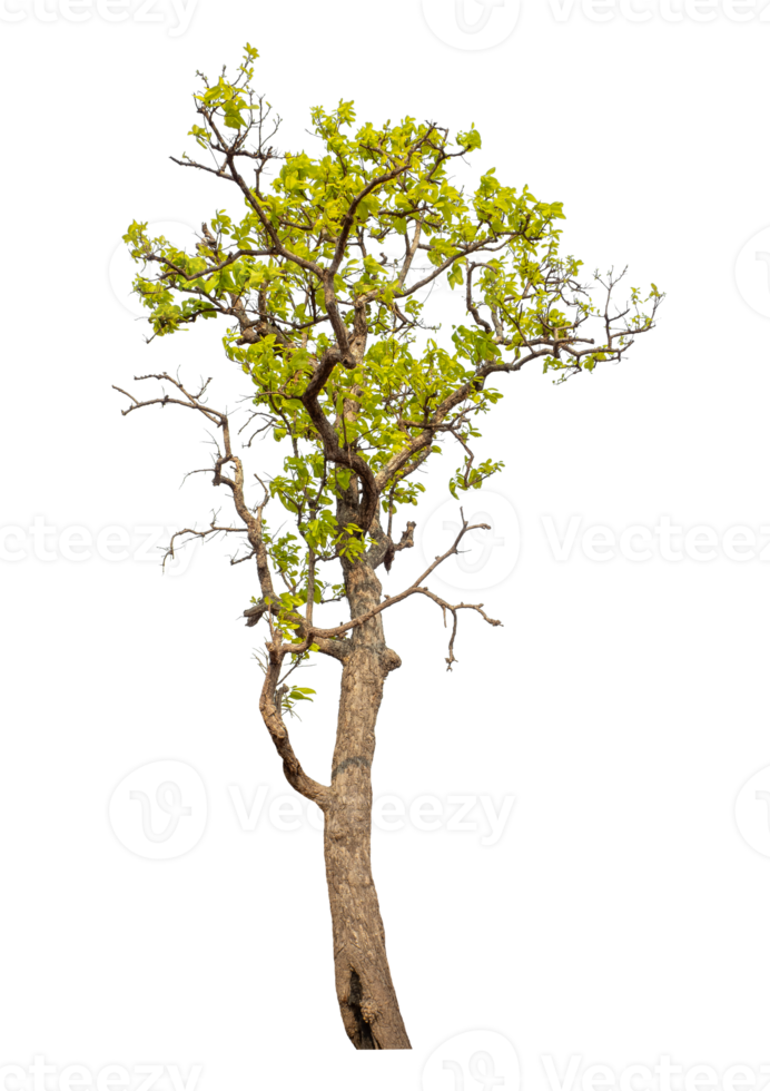Tree isolated on transparent background with clipping path and alpha channel. png