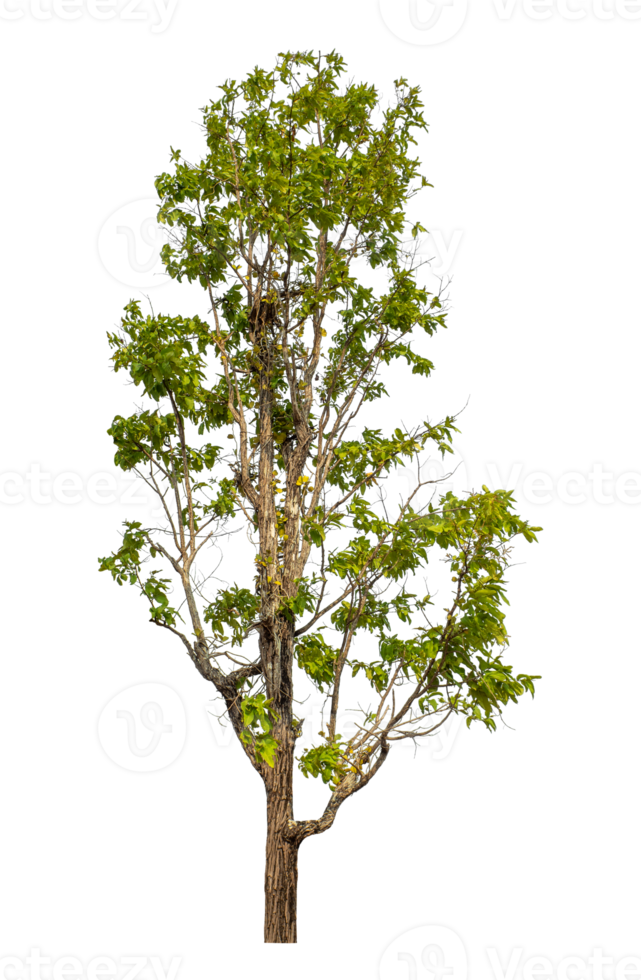 Green tree isolated on transparent background with clipping path and alpha channel. png
