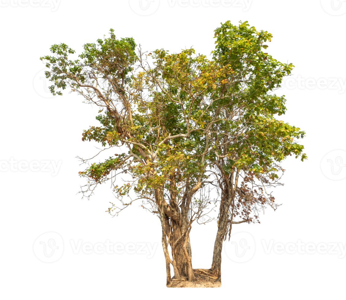 Tree isolated on transparent background. png