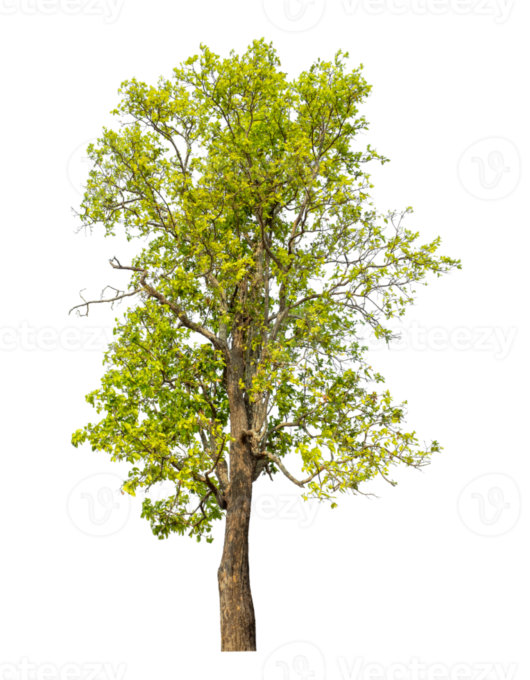 Green tree isolated on transparent background with clipping path and alpha channel. png
