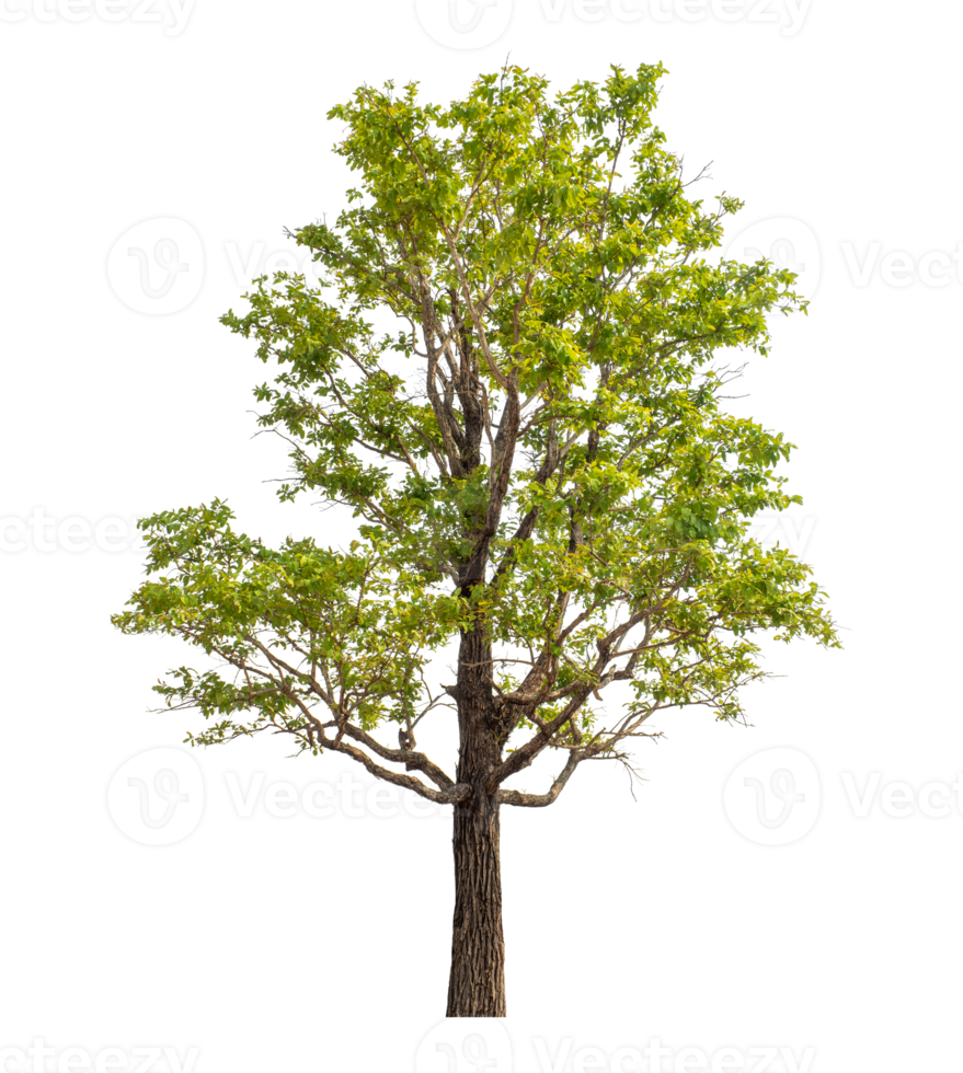 Green tree isolated on transparent background png