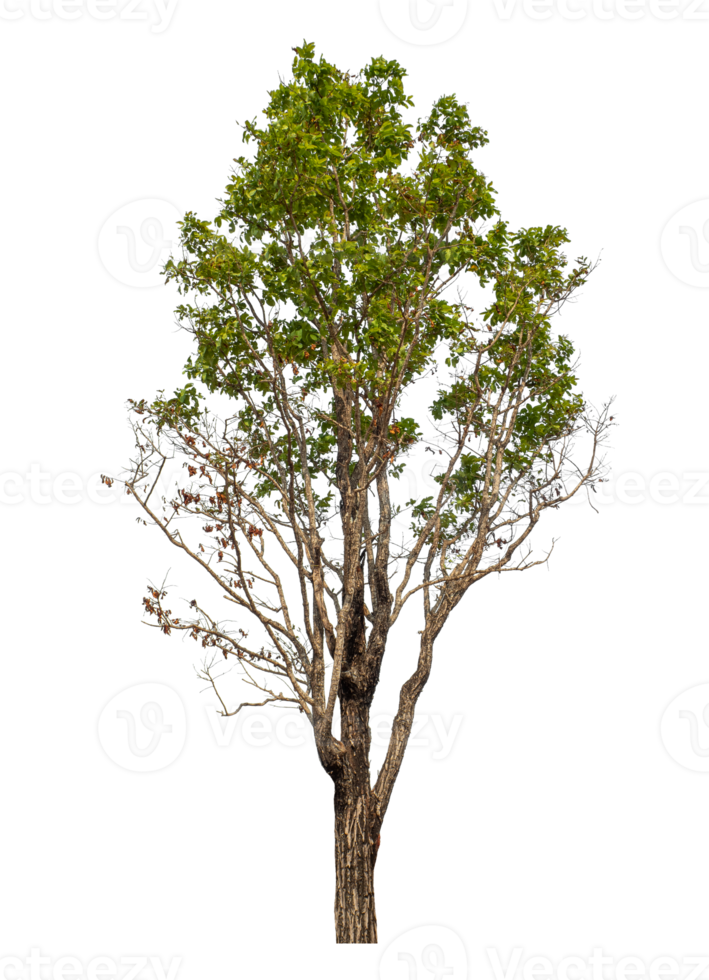 Green tree isolated on transparent background with clipping path and alpha channel. png