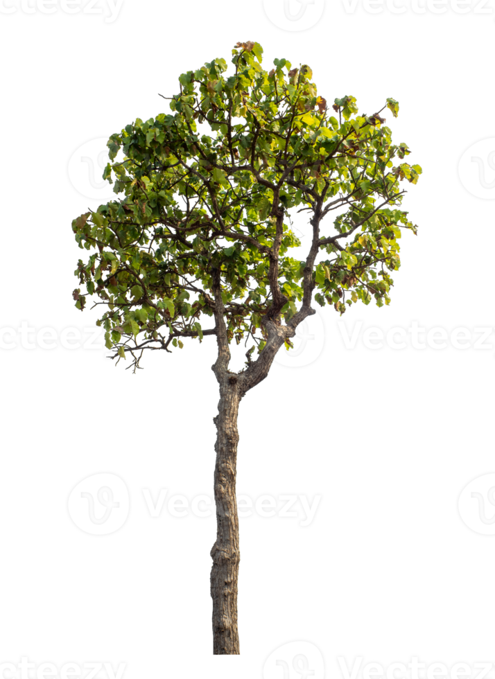 Tree isolated on transparent background with clipping path and alpha channel. png