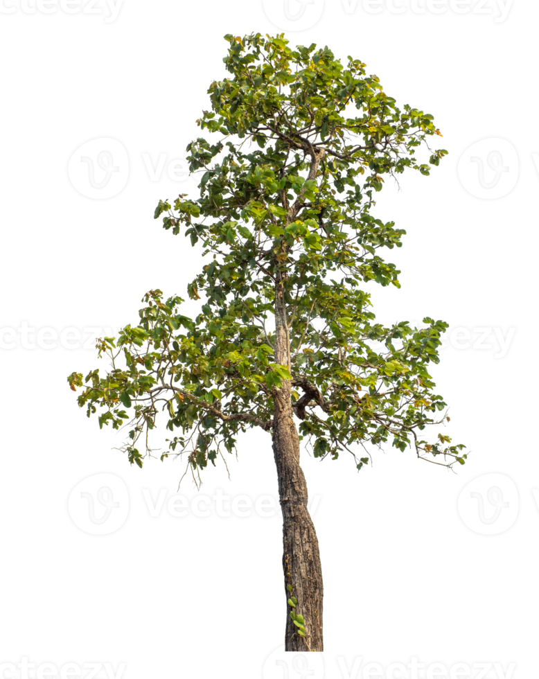 Green tree isolated on transparent background with clipping path and alpha channel. png