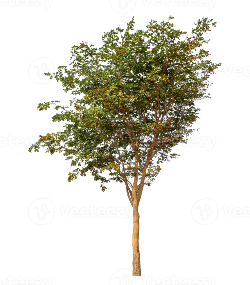 Tree isolated on transparent background with clipping path and alpha channel. png
