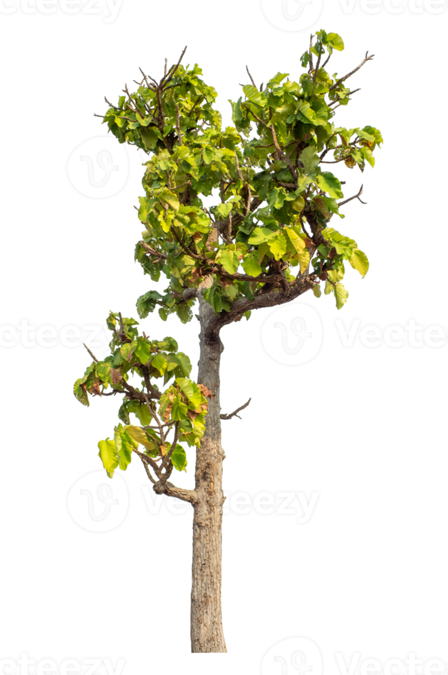 Tree isolated on transparent background with clipping path and alpha channel. png