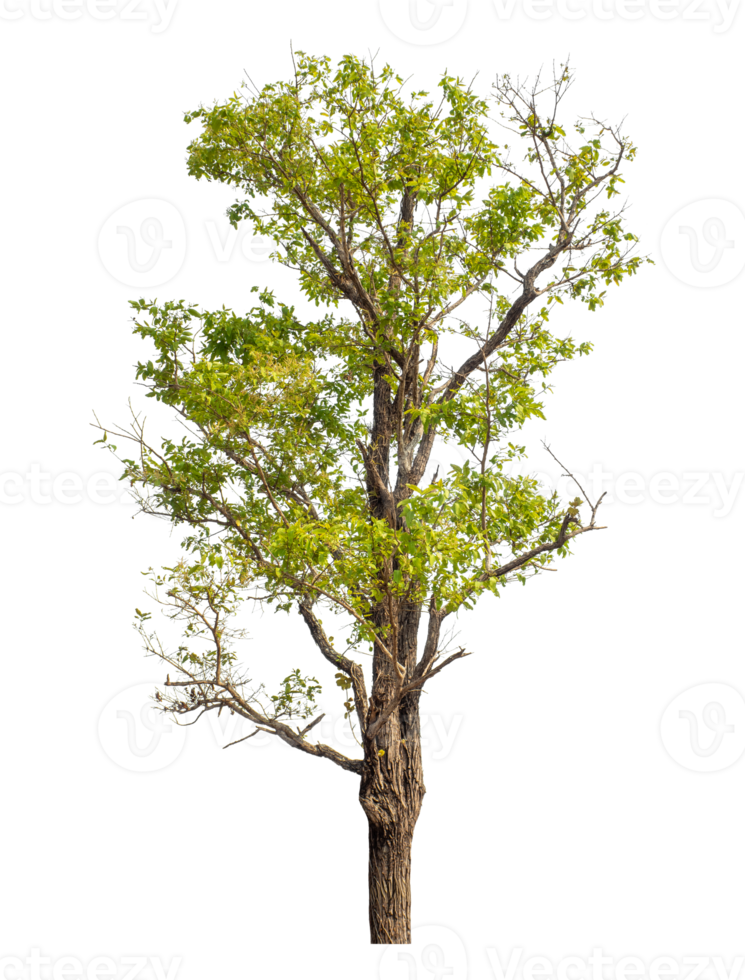 Green tree isolated on transparent background with clipping path and alpha channel. png