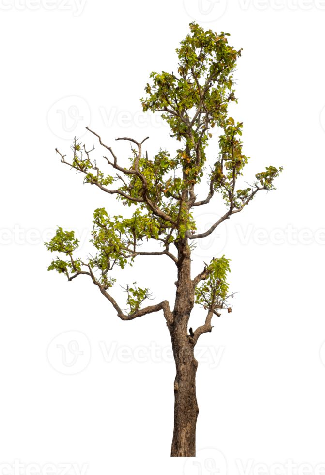 Tree isolated on transparent background. png
