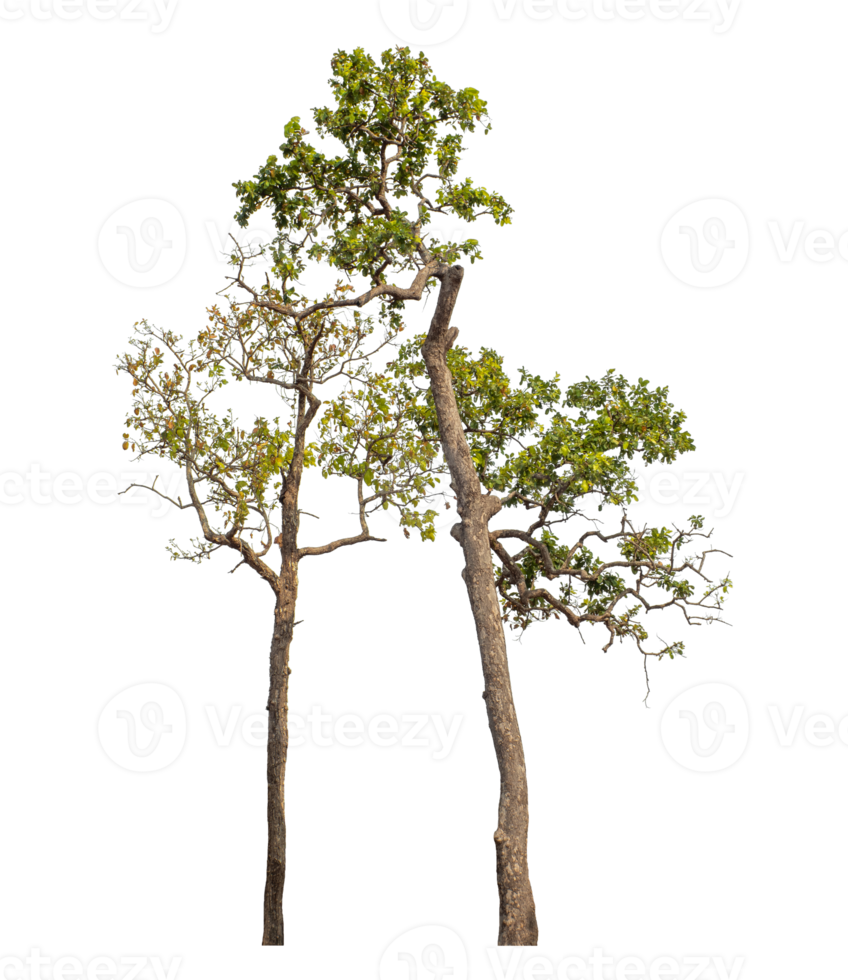 Green tree isolated on transparent background with clipping path and alpha channel. png