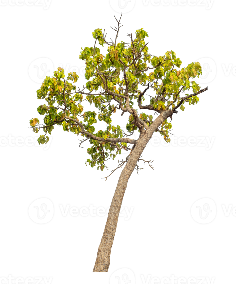 Tree isolated on transparent background with clipping path and alpha channel. png