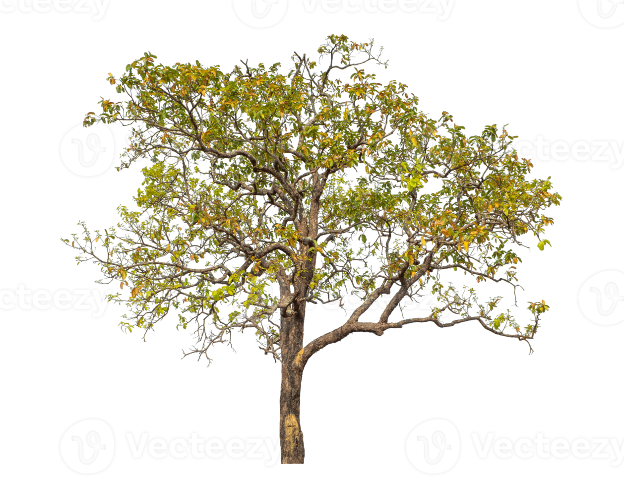 Tree isolated on transparent background with clipping path and alpha channel. png