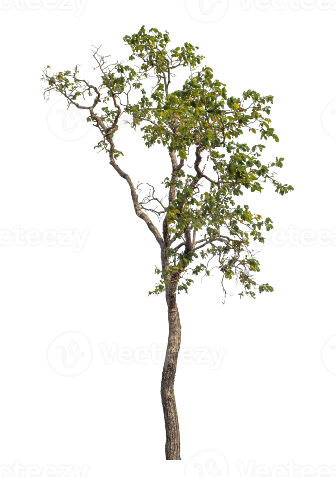 Green tree isolated on transparent background with clipping path and alpha channel. png