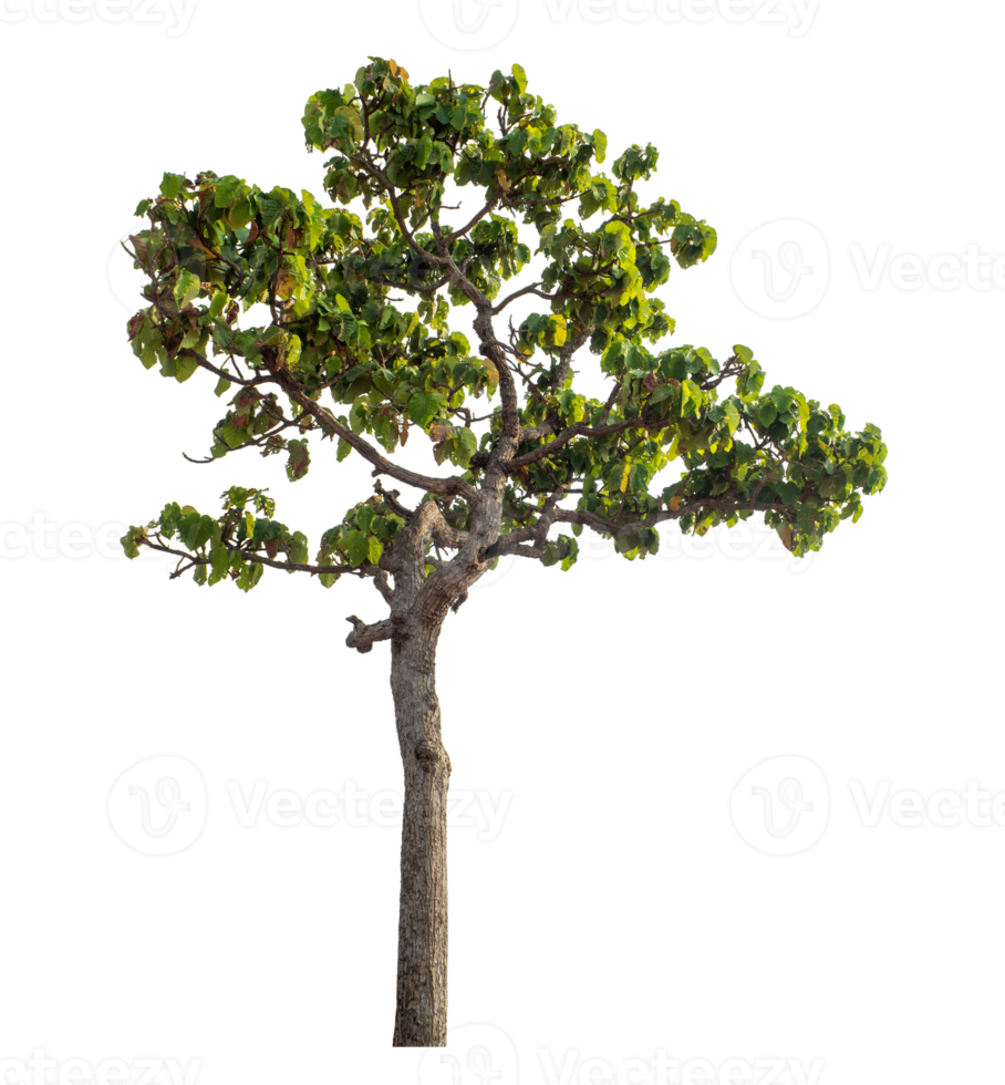 Green tree isolated on transparent background with clipping path and alpha channel. png