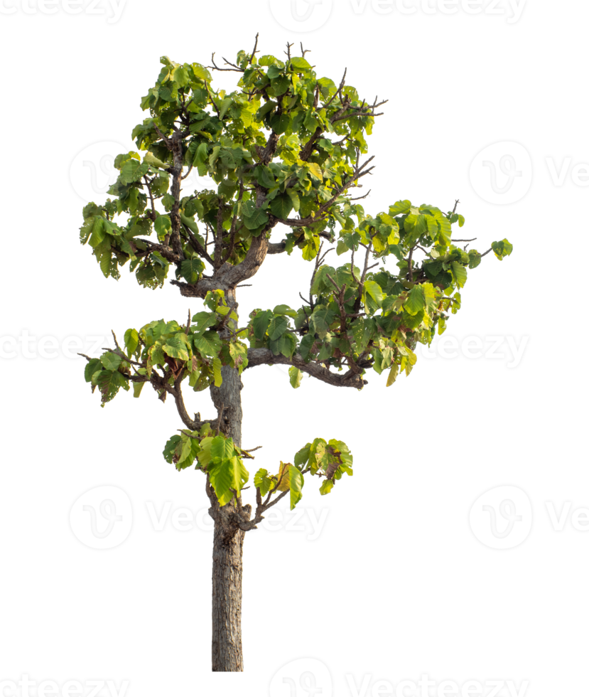 Green tree isolated on transparent background with clipping path and alpha channel. png