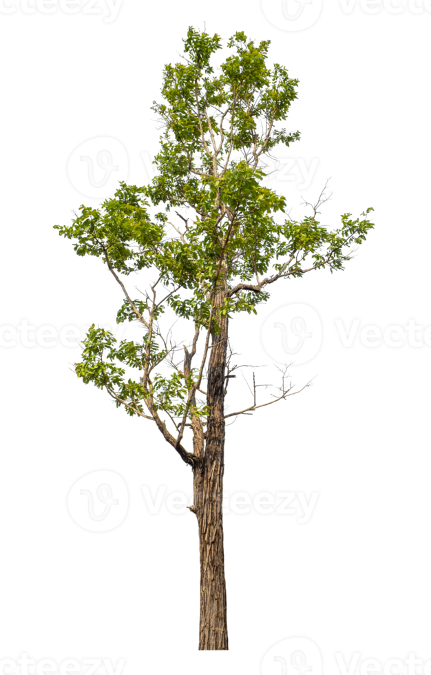 Green tree isolated on transparent background with clipping path and alpha channel. png